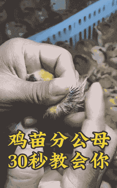 如何挑选养殖土鸡苗子呢