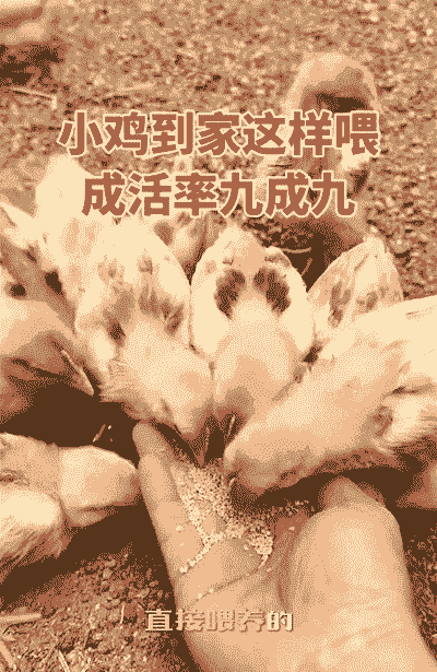 小土鸡养殖成活率