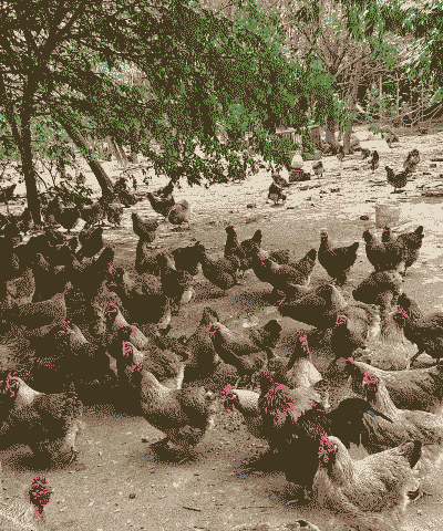 土鸡养殖多久上市最好吃