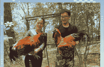 云县土鸡养殖收入如何样