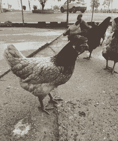 绿壳小种土鸡怎么养殖