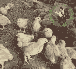 养殖土鸡什么鸡苗好