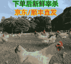 广西土鸡养殖周期多少天