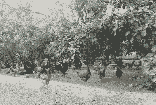山西土鸡养殖基地在哪里