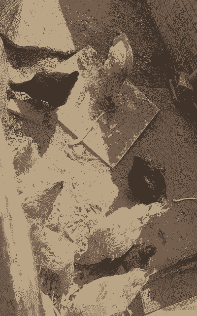 养殖散养土鸡农村记录