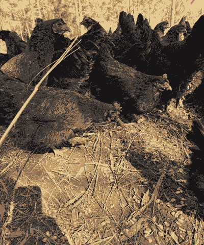 新疆的土鸡怎么养殖方法