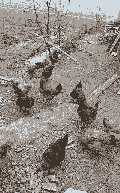 农村养殖土鸡鸭怎么养好