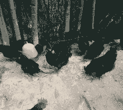 白黑相间土鸡怎么养殖的