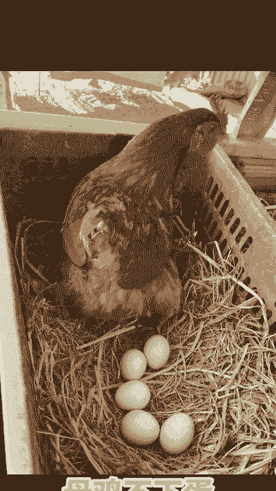 自己怎么养殖土鸡蛋鸡呢