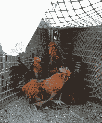 养殖土鸡种什么好卖些呢