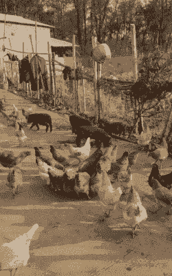 宁乡哪里有土鸡养殖场地