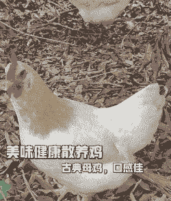 养殖土鸡种什么好卖点儿