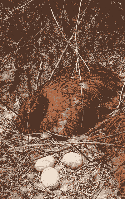 人工养殖的土鸡能下蛋吗