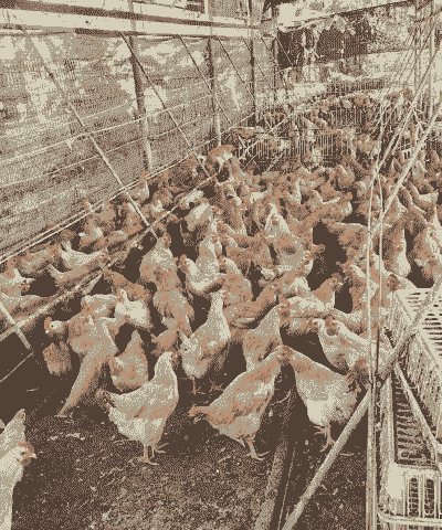 惠东白花土鸡养殖基地在哪里