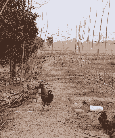 固始县土鸡养殖基地在哪