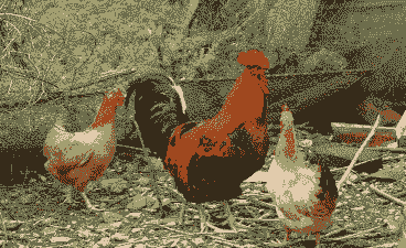 浙江地区土鸡养殖基地有哪些