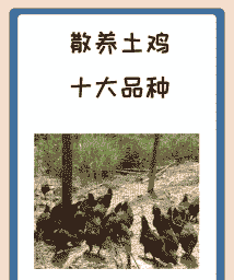 常德有名土鸡养殖户名单