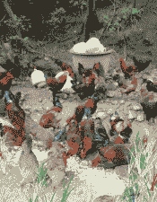 惠水土鸡养殖基地在哪里