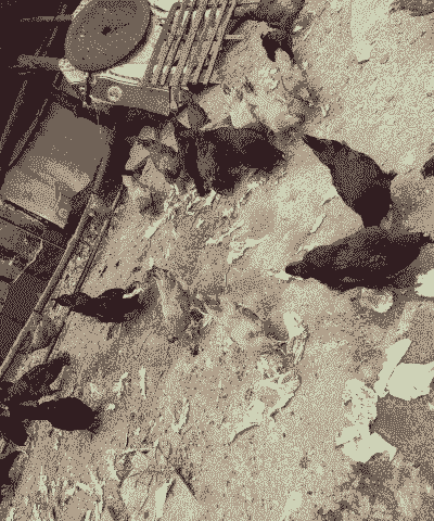 七只土鸡怎么养殖方法好