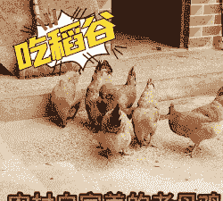 信阳土鸡养殖户有哪些