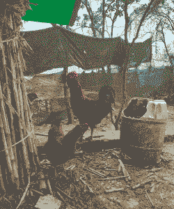 马边养殖土鸡好吗怎么样