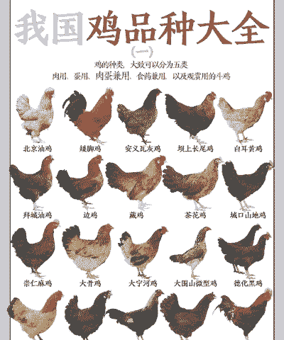 养殖土鸡能养多少只鸡