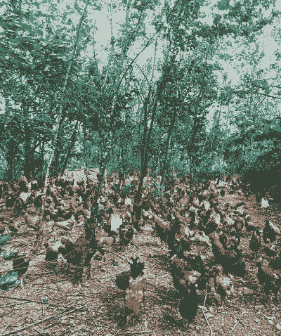 土鸡养殖基地能养吗吗