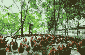 广东有哪些土鸡养殖场地