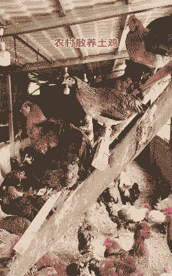 土鸡的规模化养殖方式