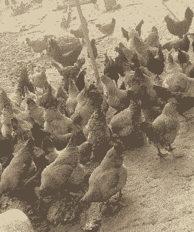 土鸡不喂饲料怎么养殖呢