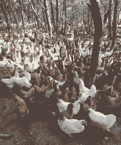 养殖土鸡怎么卖的多呢