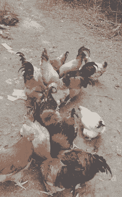 农村土鸡喂什么好养殖呢