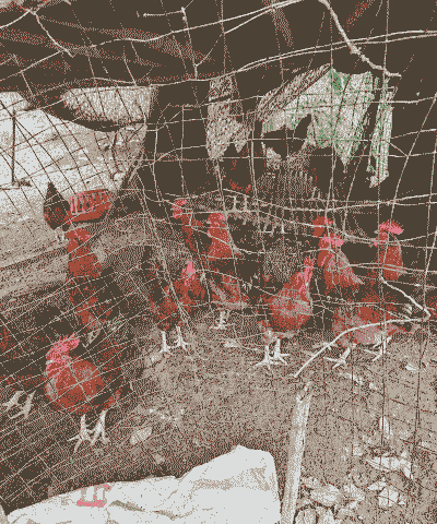 土鸡如何在房间里养殖呢