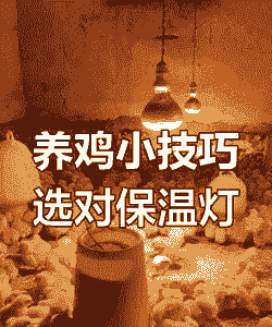 养殖土鸡补光灯怎么用好