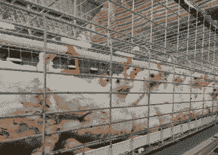 寿光土鸡养殖场在哪里