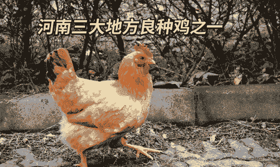 河南省哪里有养殖土鸡
