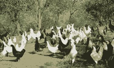 银川本地土鸡养殖基地有哪些