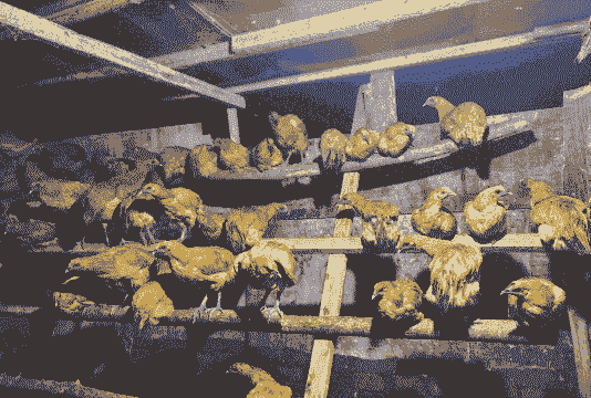 土鸡养殖场的建设方法