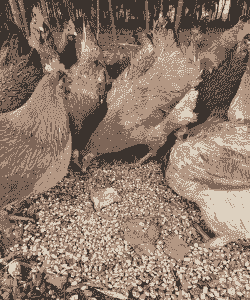 土鸡吃什么杂粮好养殖呢