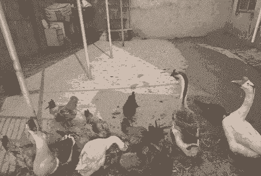 家庭如何养殖土鸡鸭鹅鸟