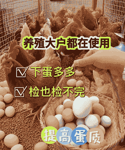 土鸡怎么养殖不下蛋多呢