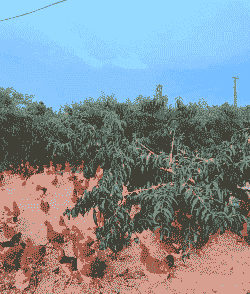 桃园土鸡养殖场在哪里