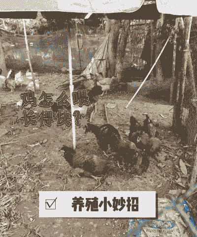 乡下土鸡怎么养殖的好