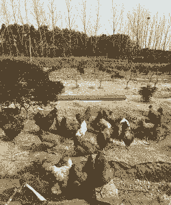 桃树养殖土鸡好不好吃