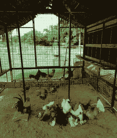 土鸡养殖户如何建鸡棚