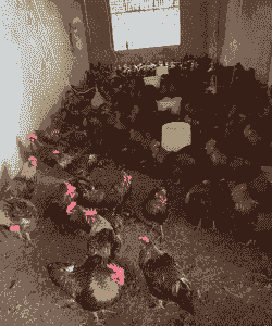 云南哪里适合养殖土鸡苗