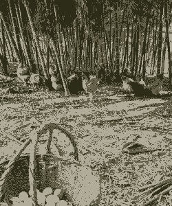 睢县养殖土鸡蛋的地方在哪