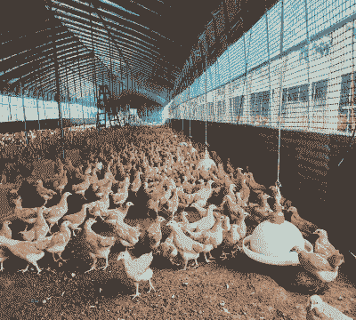 资阳土鸡苗养殖成本多少