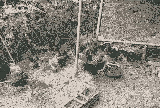 养殖的土鸡能不能买卖