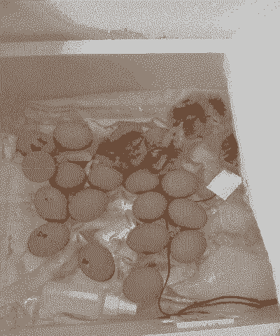 土鸡的孵化后怎么养殖的